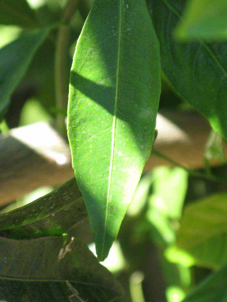              Margin (Riverside, CA)       